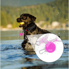 USB Rechargeable LED Pet Collar – Glowing Night Safety Collar with  Pendant for Dogs
